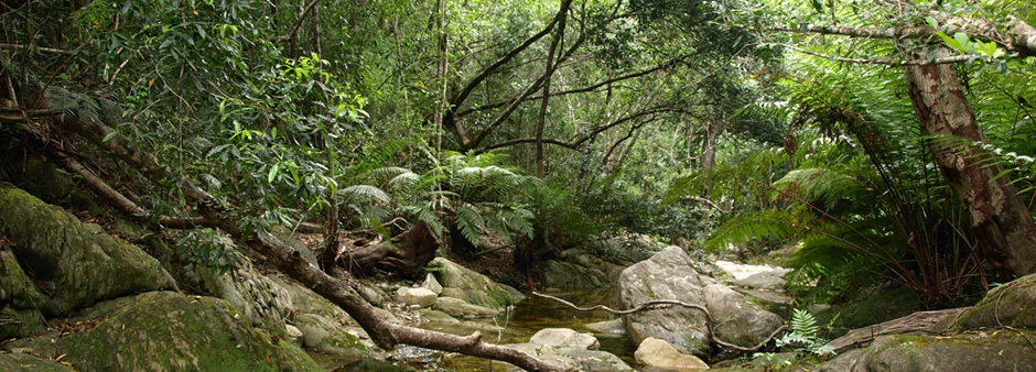 A stream running through a lush part of Knysna's indigenous forest