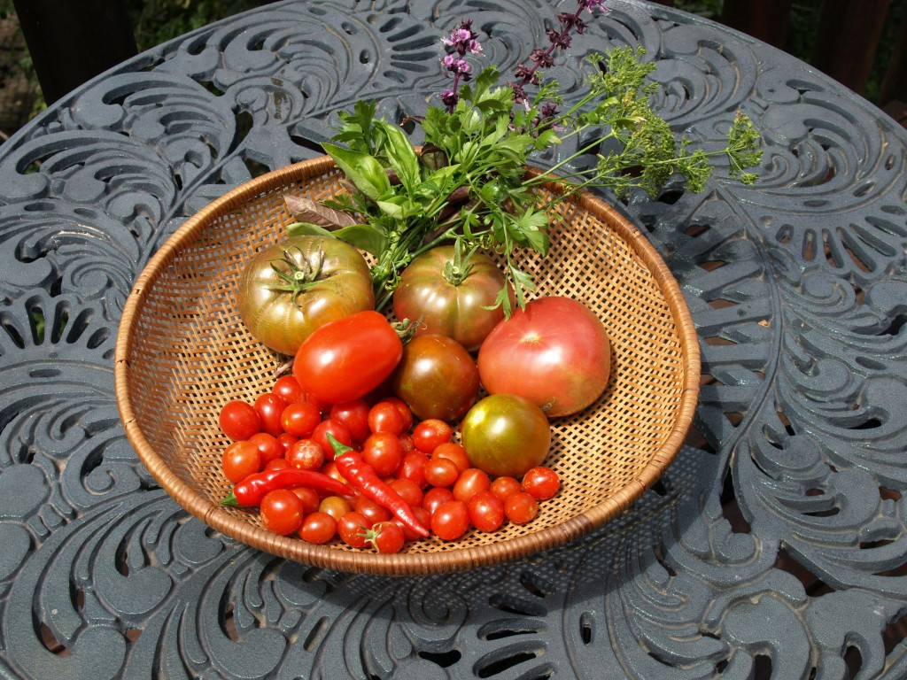 Zauberberg heritage seed tomato harvest in our Knysna garden