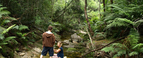 Things to do in Knysna – take a trip into the magical Knysna forest
