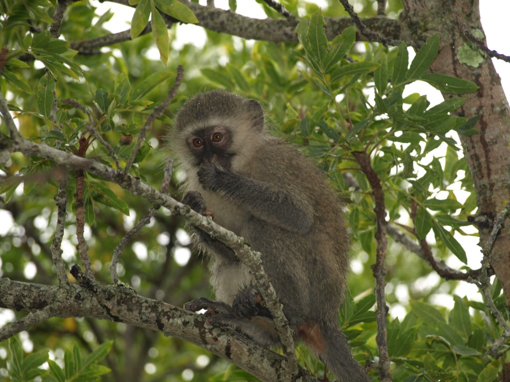 Knysna Vervet Monkey in Zauberberg garden