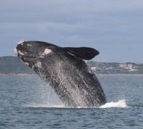 whalewatching in knysna and the garden route